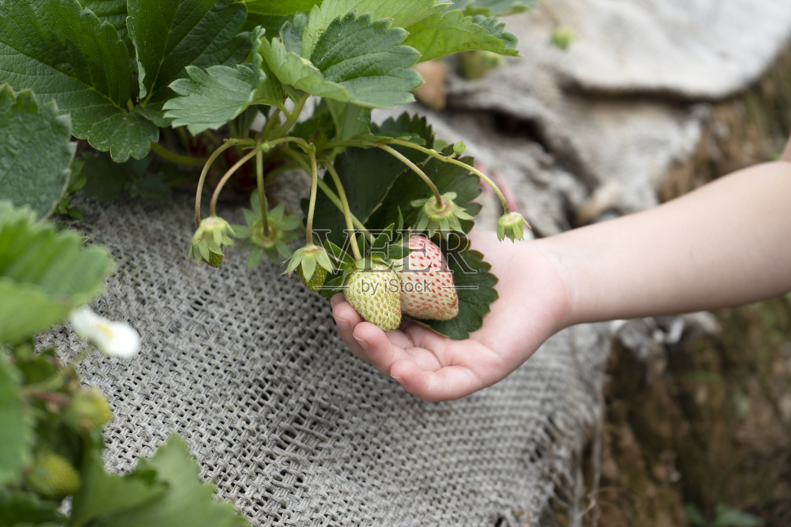 女孩手里拿着新鲜的有机草莓照片摄影图片