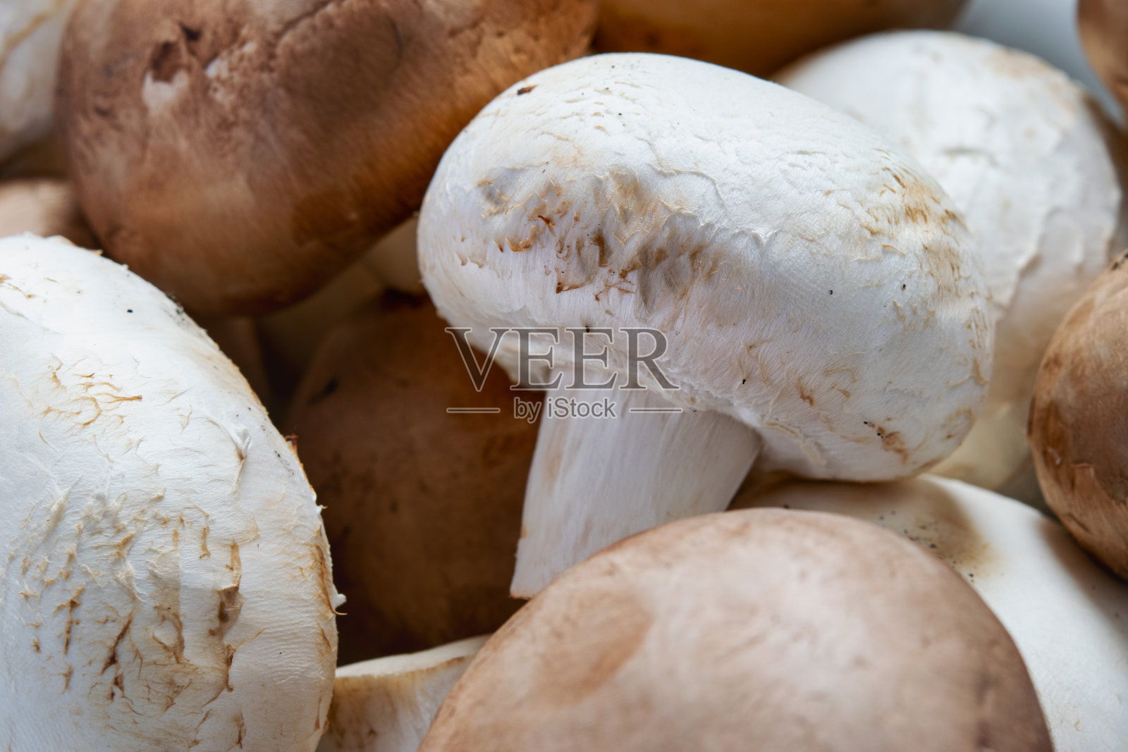白色和棕色蘑菇的特写。照片摄影图片