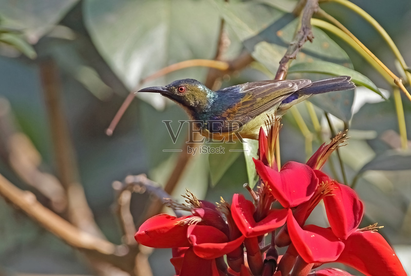 Brown-throated太阳鸟照片摄影图片