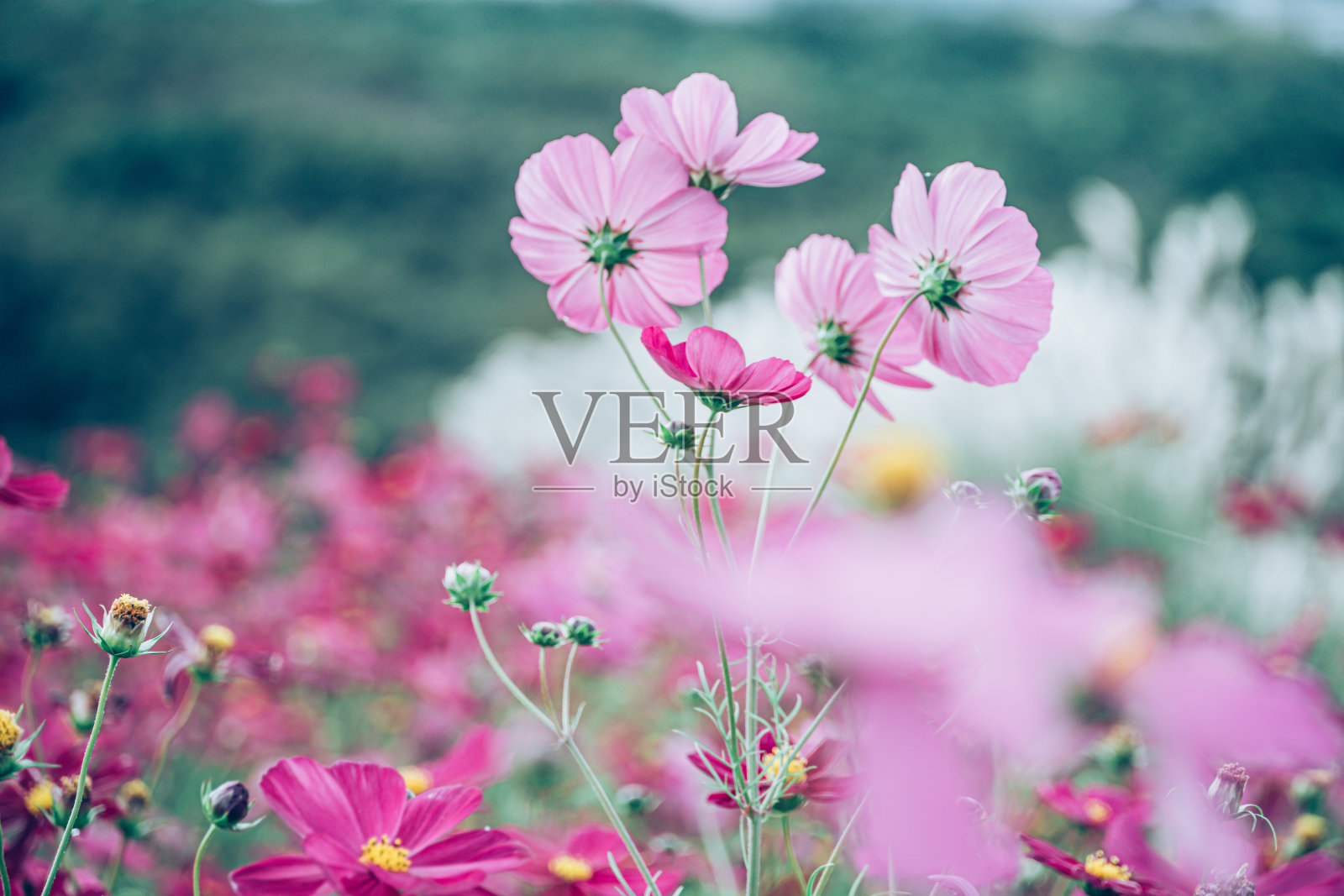 日本初秋美丽的宇宙照片摄影图片