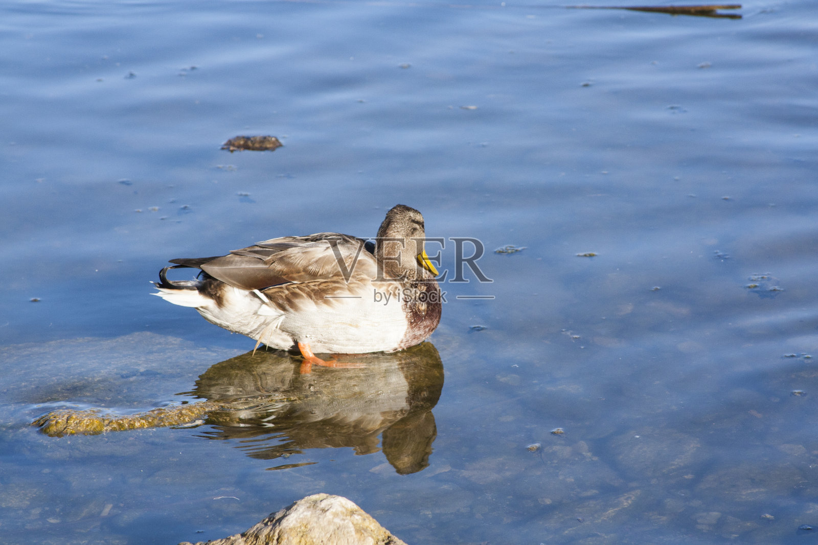 水禽照片摄影图片