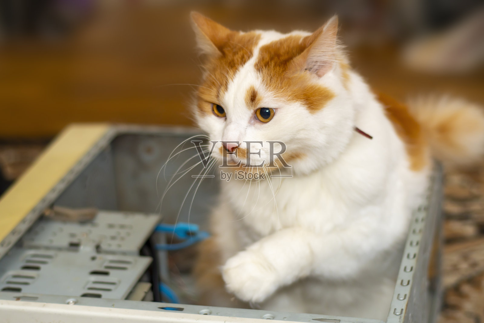 一只可爱的毛绒绒的猫坐在一个旧电脑盒里。宠物和技术照片摄影图片