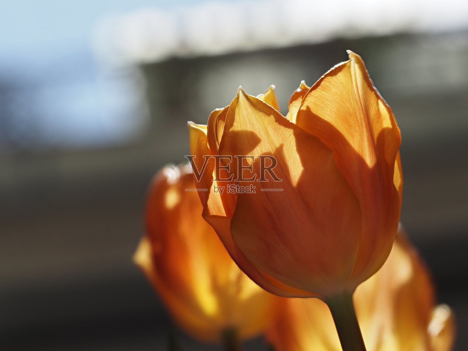 在黑色上孤立的郁金香花照片摄影图片