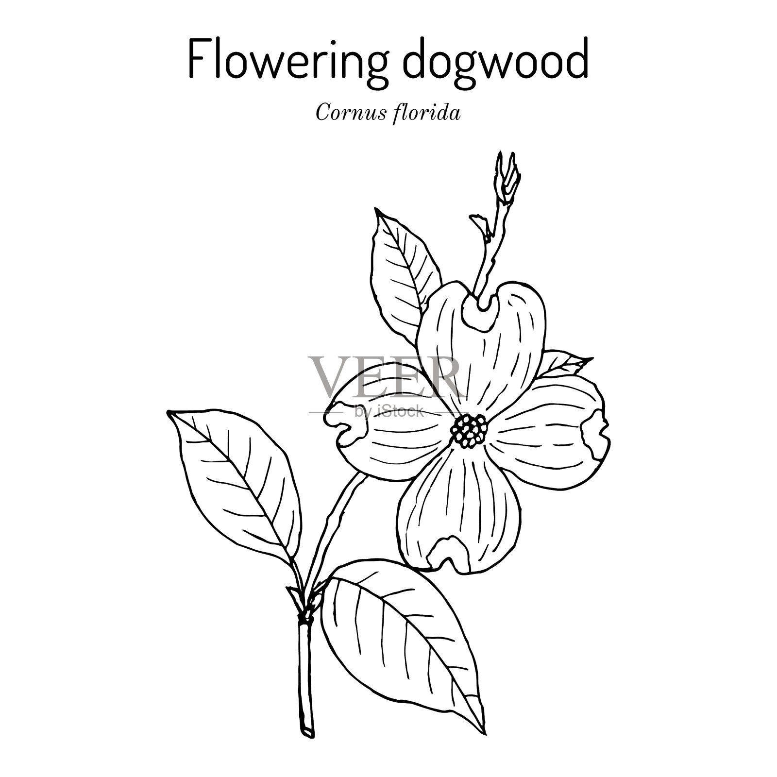 开花山茱萸佛罗里达州花插画图片素材