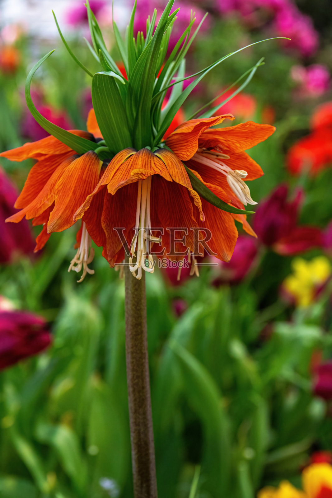 皇家贝母(贝母)在盛开的郁金香在春天的花朵展览照片摄影图片