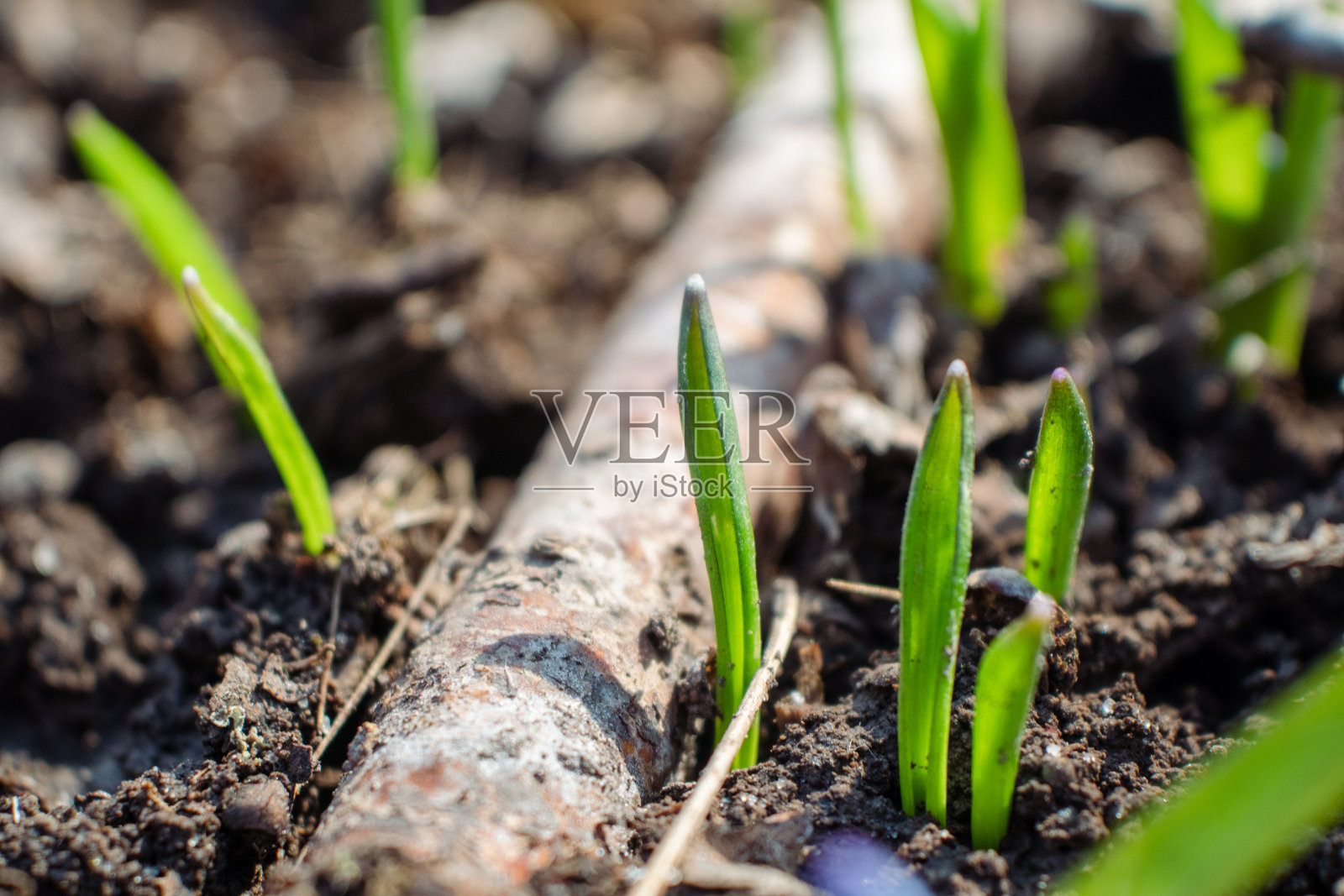 地上绿春芽，阳光超宏照片摄影图片
