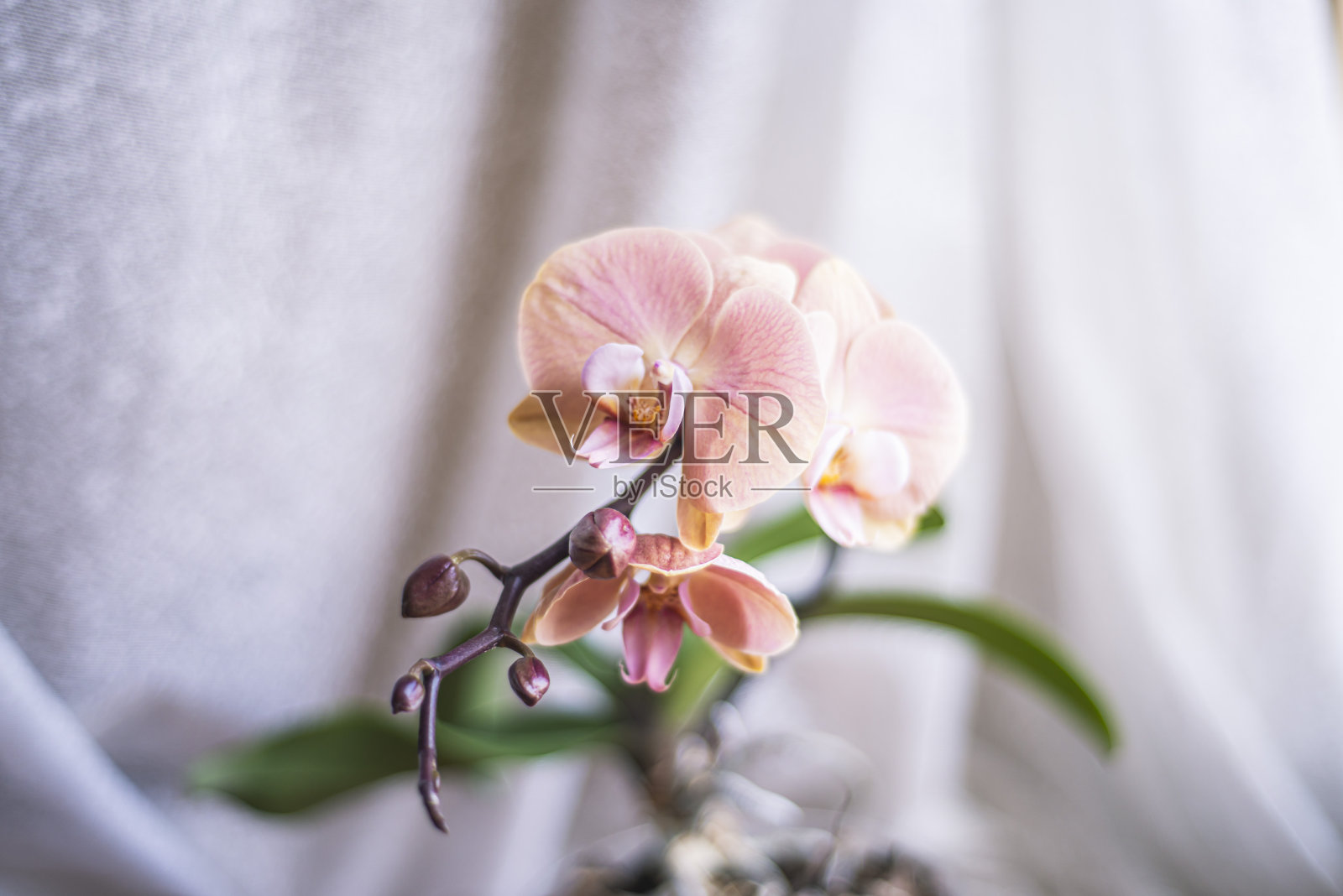 蝴蝶兰花白色粉红色，照片摄影图片