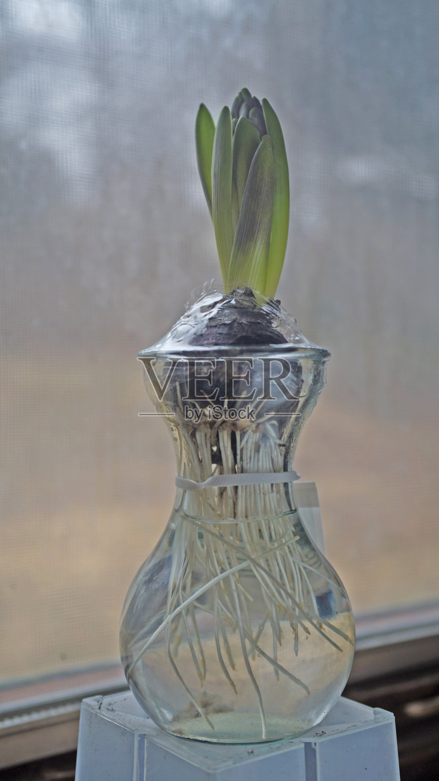 玻璃花瓶里的风信子照片摄影图片