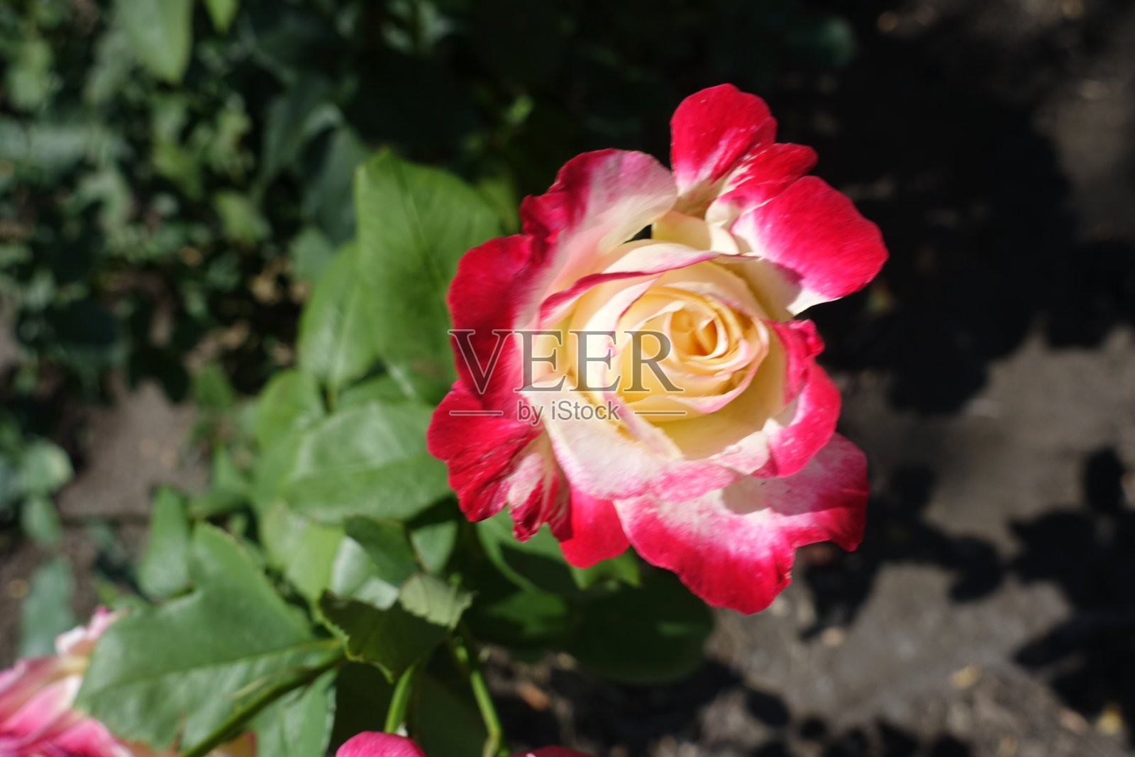 近距离观看粉红色和白色的玫瑰花在7月照片摄影图片