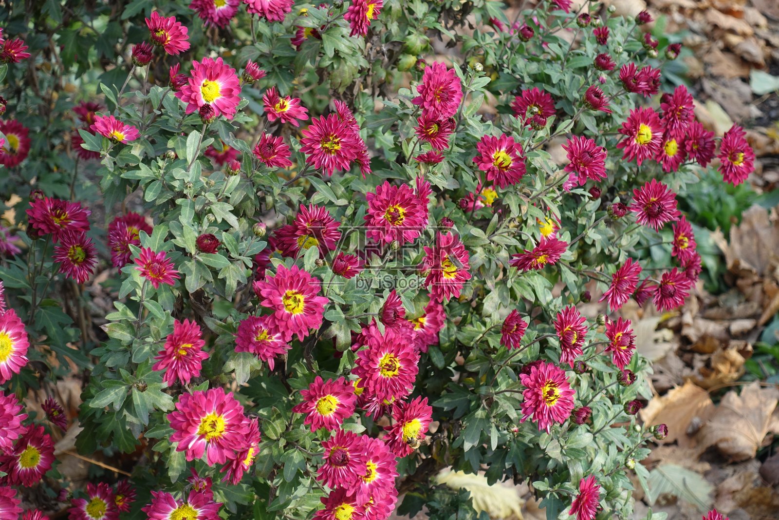 11月的菊花开着许多深红色和黄色的花照片摄影图片