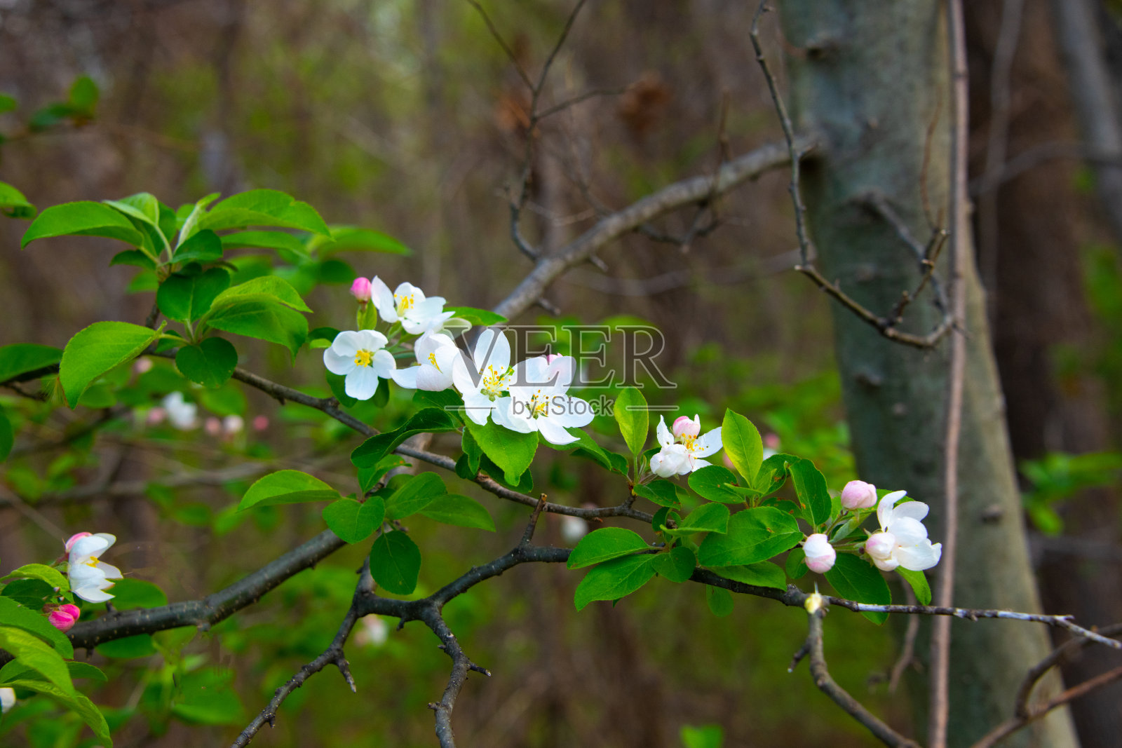 树林里的野花——印第安纳州霍华德县照片摄影图片
