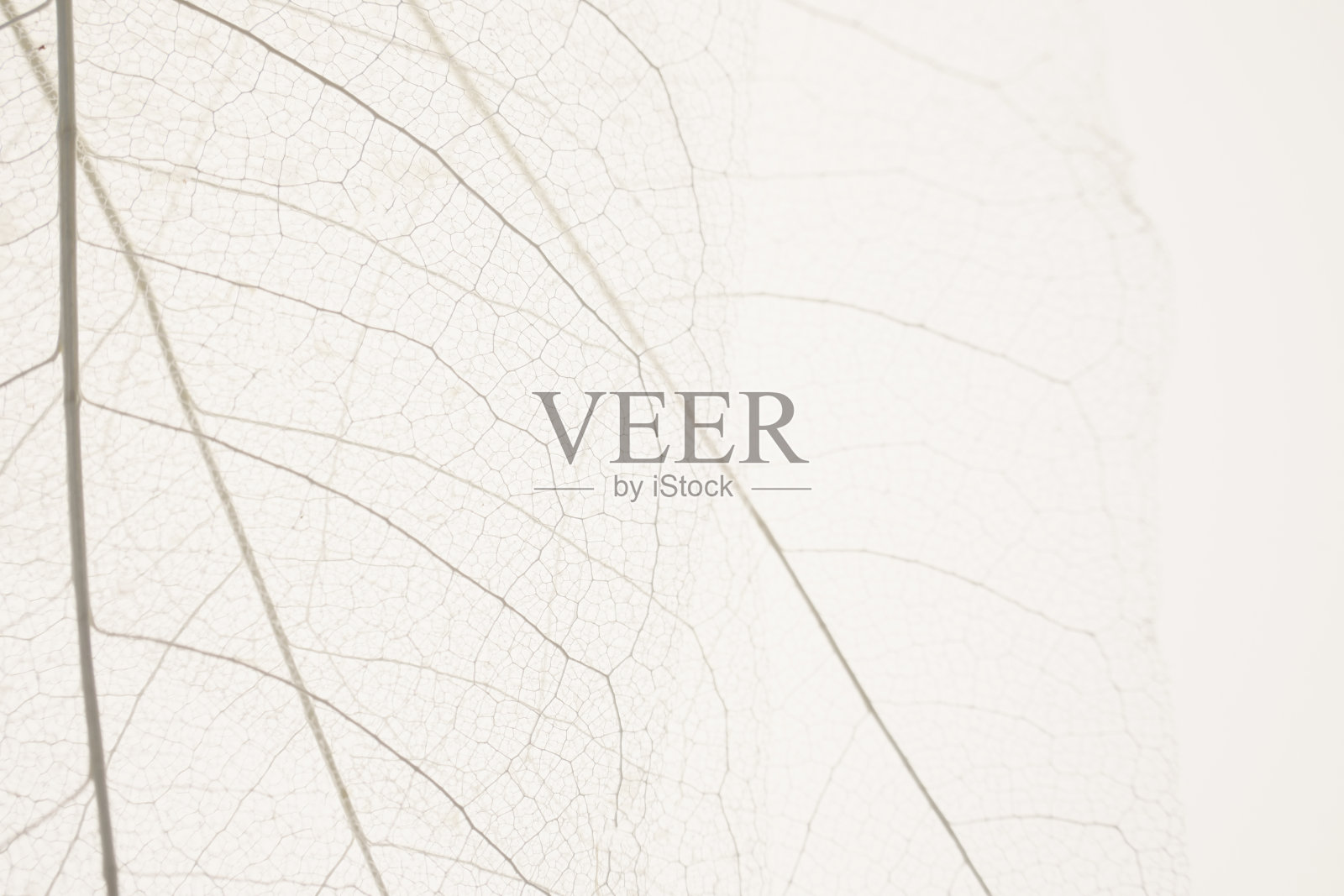 骨架留下米色背景。白色骨架叶在米色背景照片摄影图片