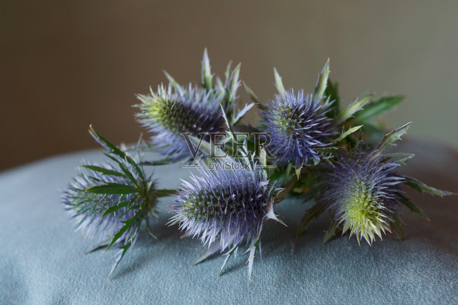 美丽的背景与蓝色蓟，扁豆照片摄影图片