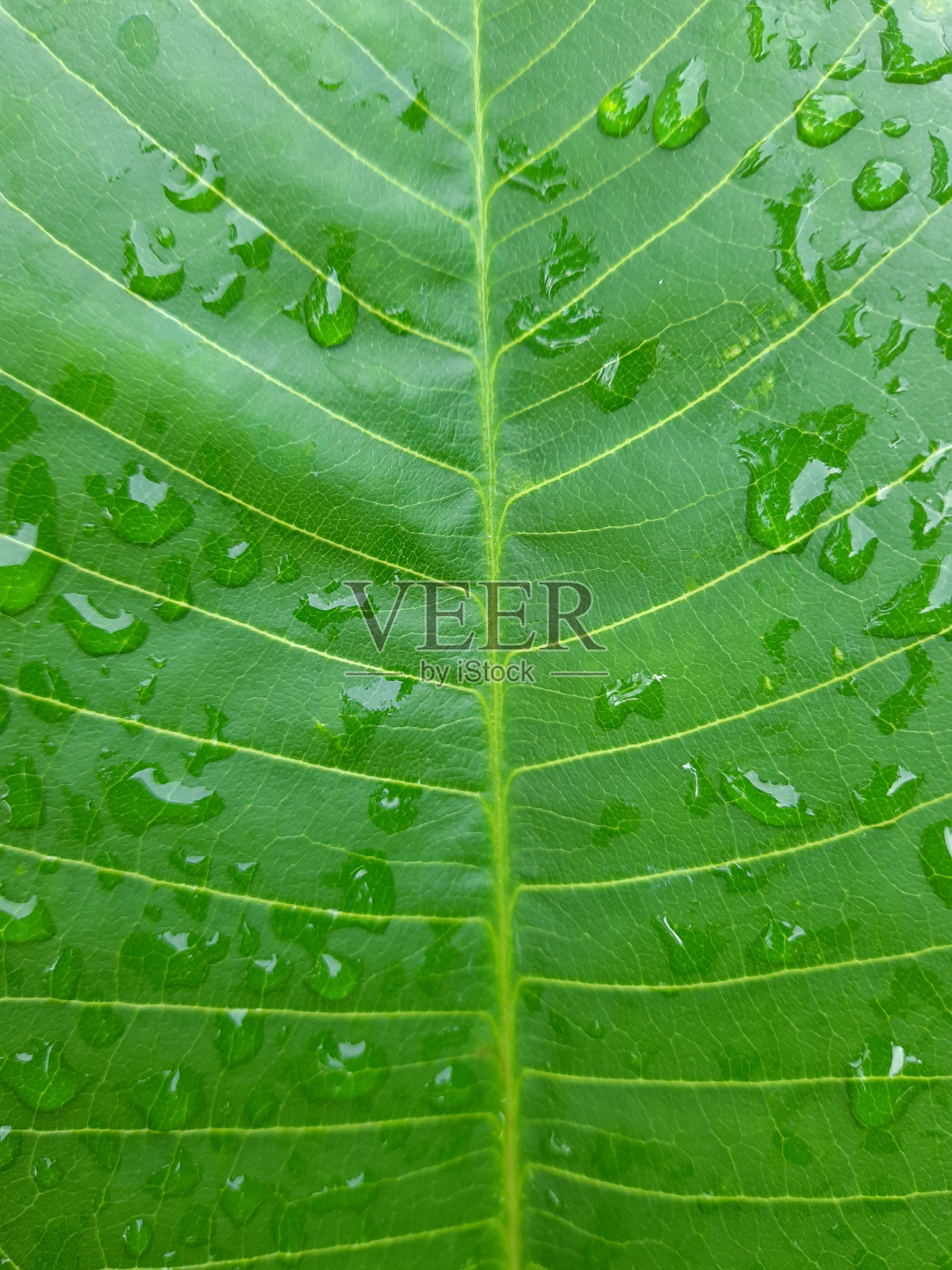 微距拍摄的绿色香蕉叶子与雨滴和脉络在全帧背景。照片摄影图片