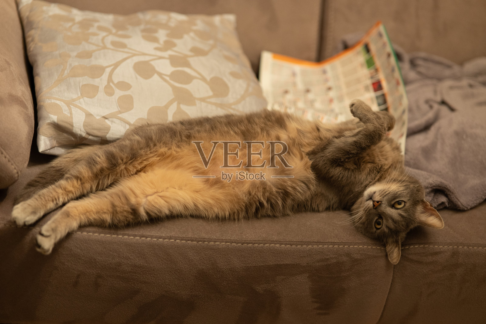 Chipie凯特照片摄影图片