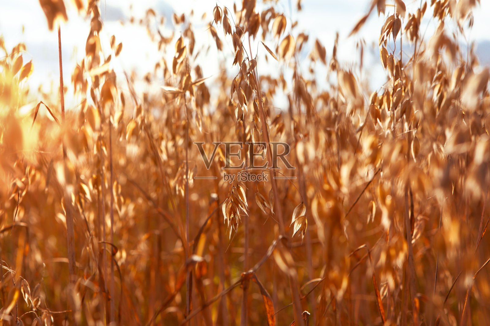 在收获前阳光明媚的夏日里，燕麦田和蓝天。照片摄影图片