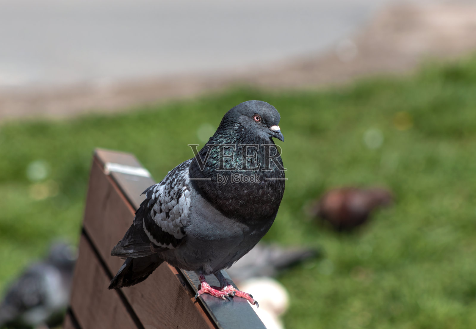 一只鸽子坐在公园的长凳上照片摄影图片