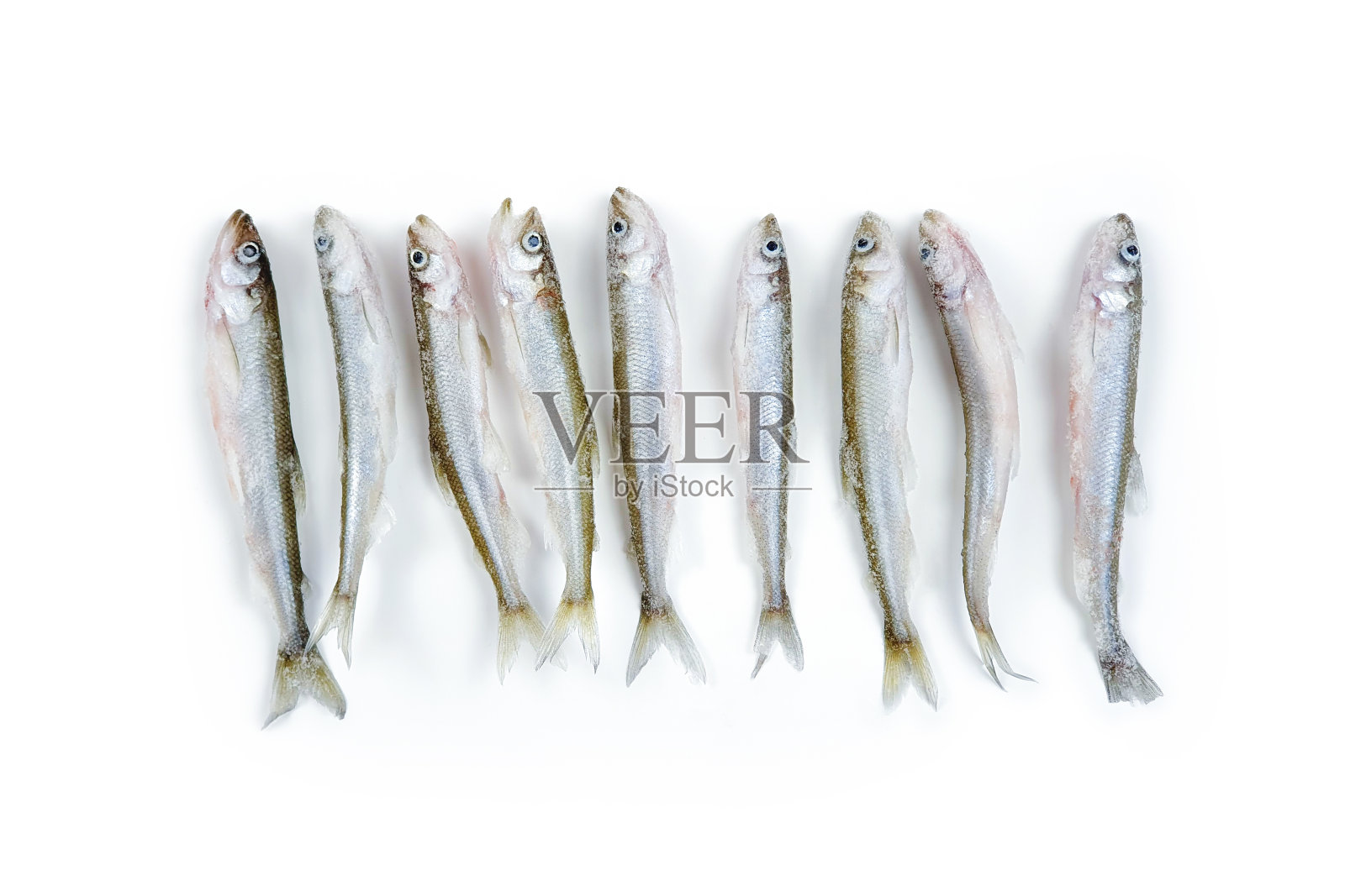 深冻生香鱼很多，白色背景上有孤立的冰块。俯视图，复制空间。Osmerus eperlanus。照片摄影图片