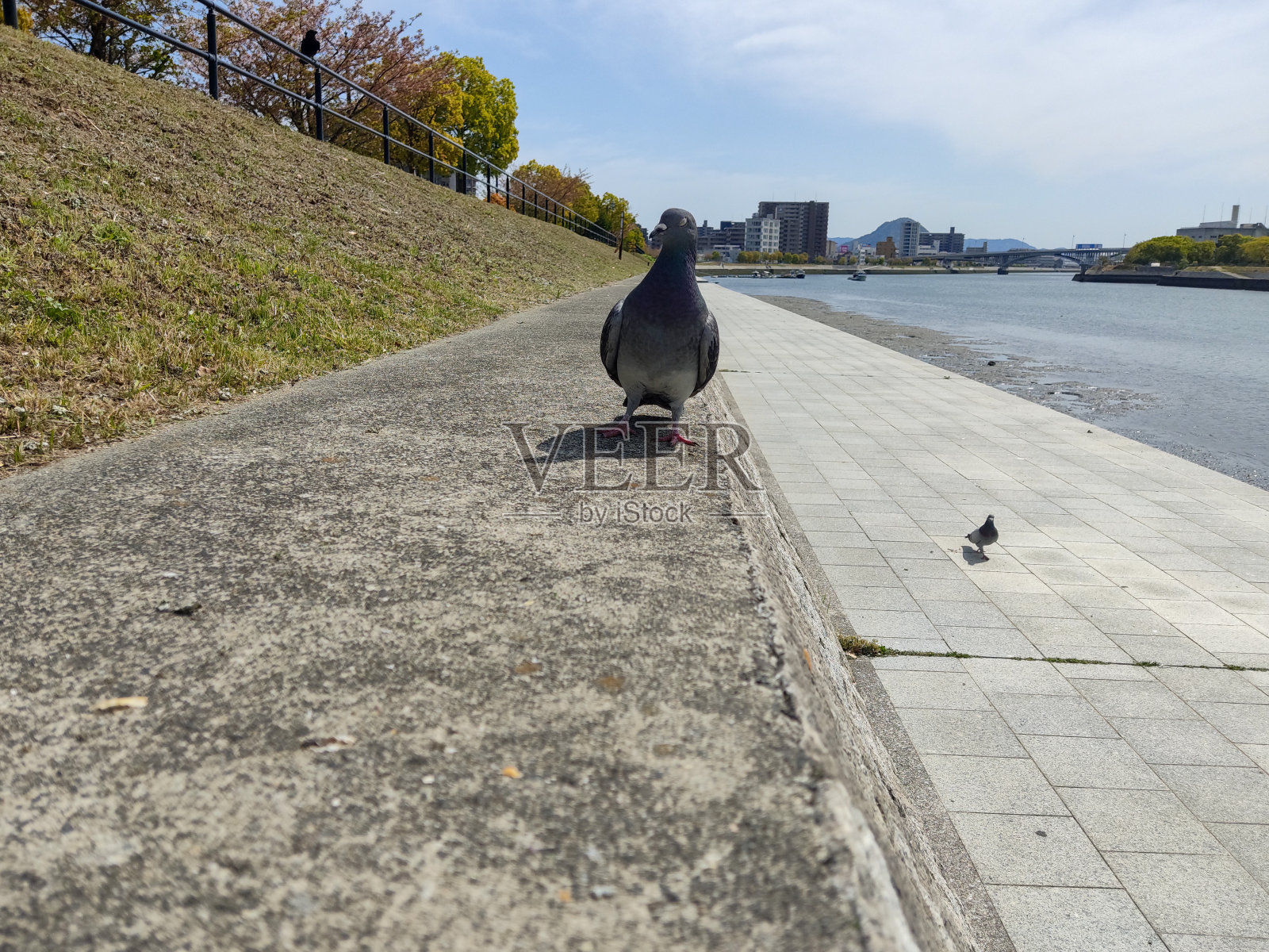 河边的风景还有几只鸽子。照片摄影图片