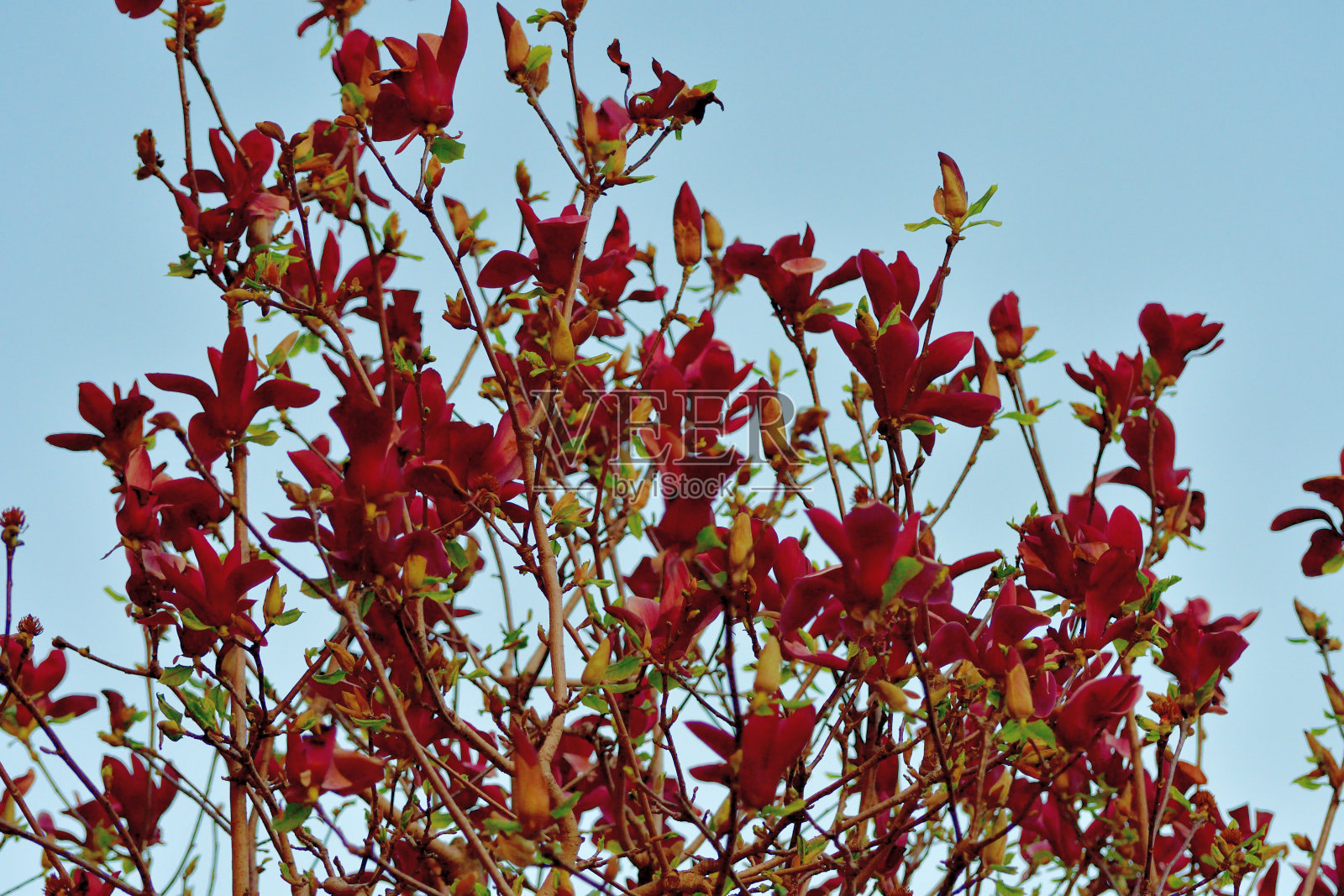 白玉兰照片摄影图片