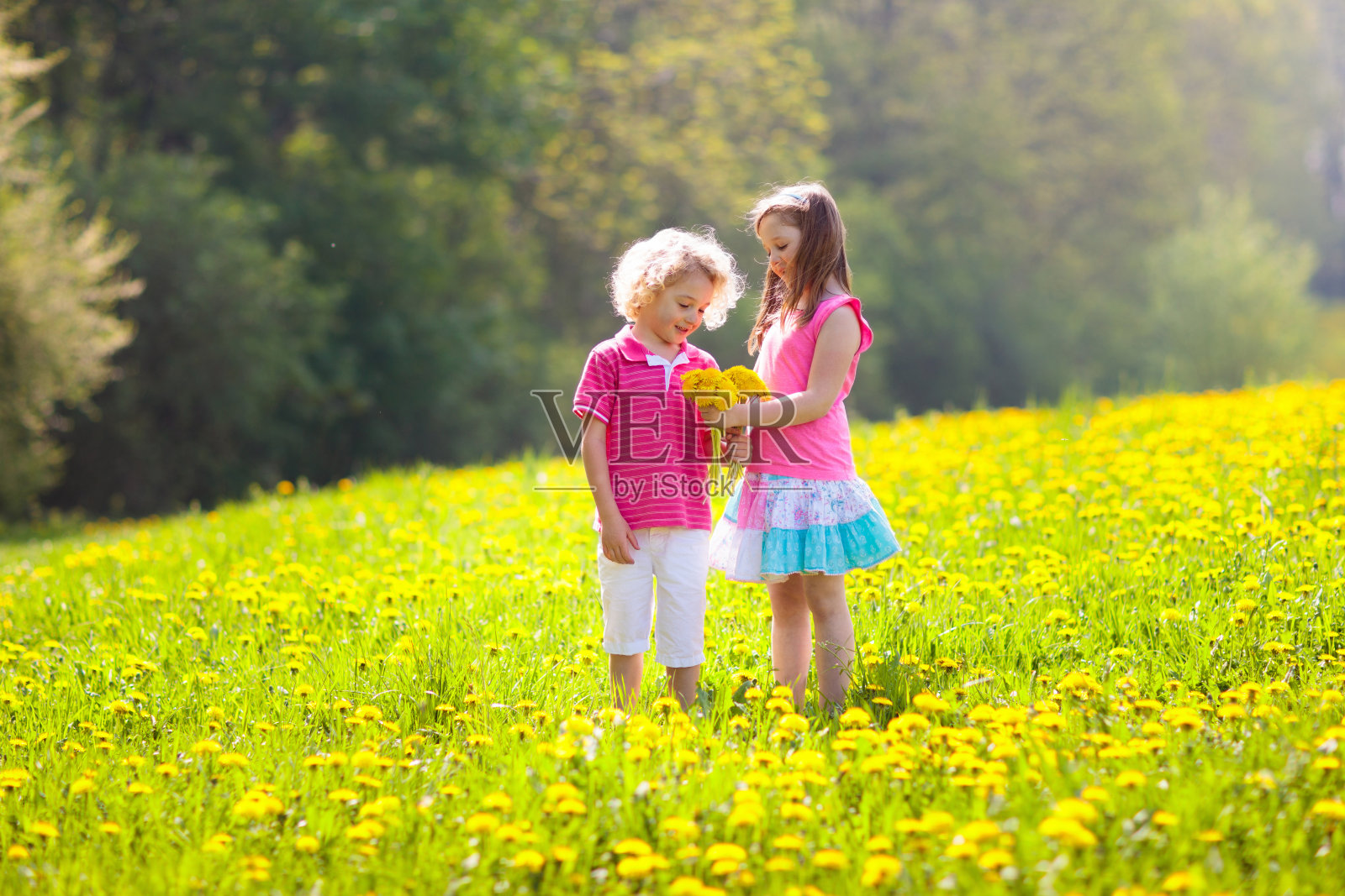孩子们玩。蒲公英田里的孩子。夏天的花照片摄影图片
