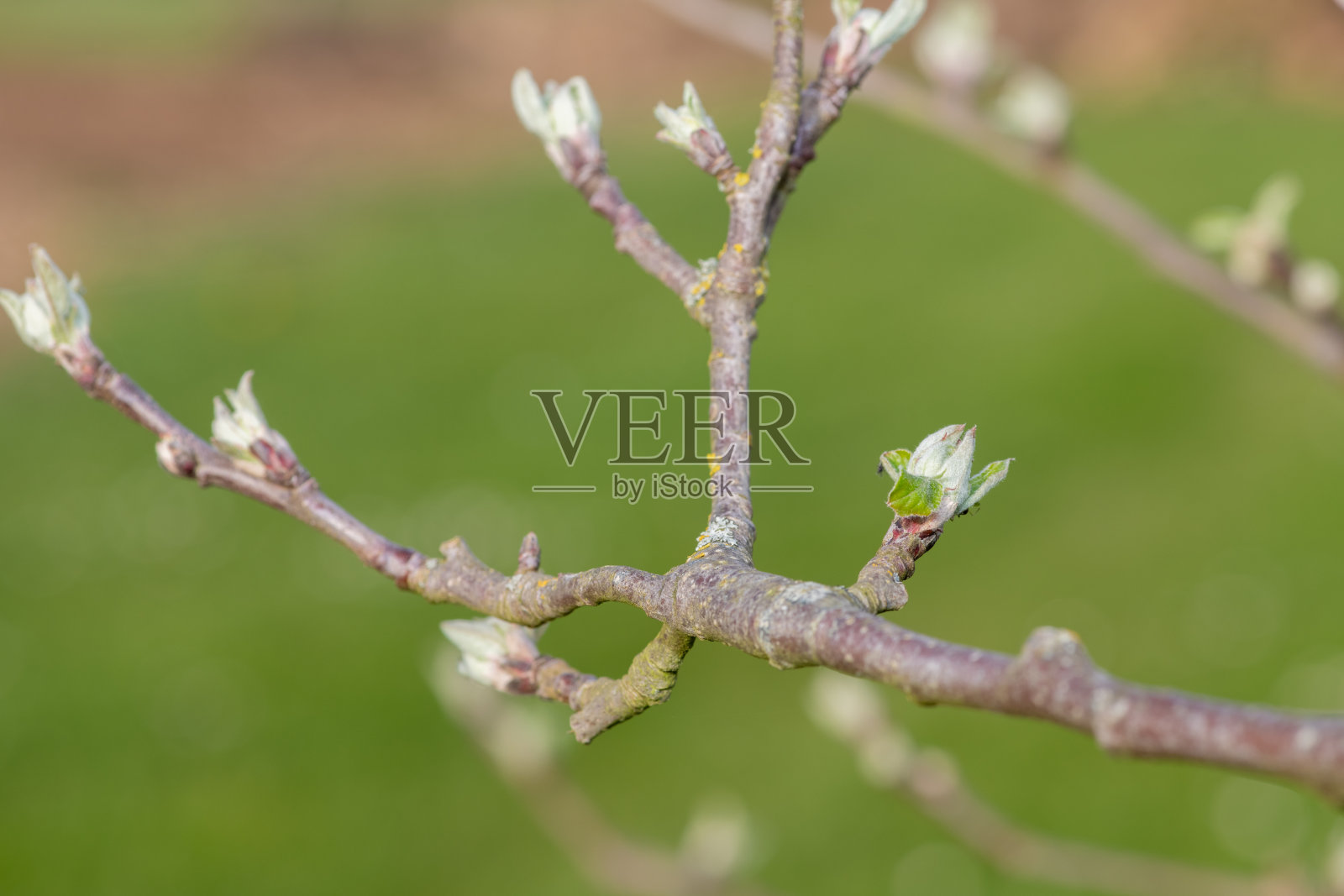 苹果芽照片摄影图片