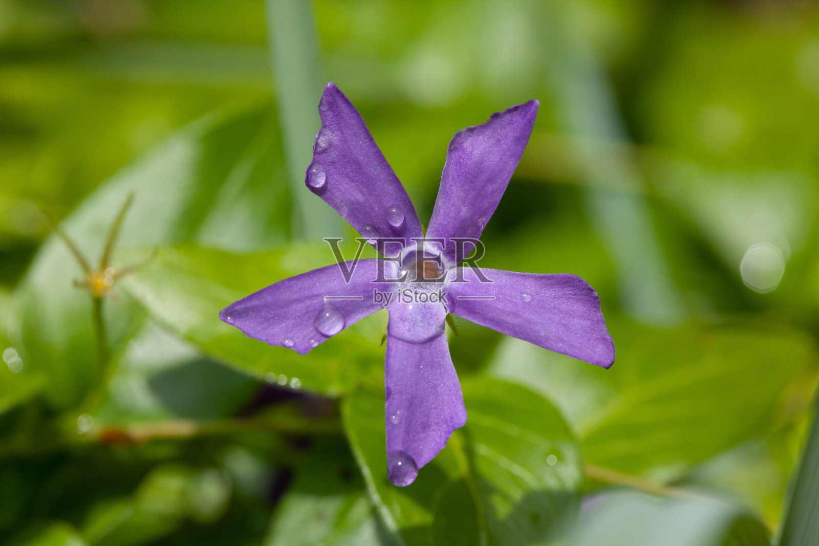 小长春花(小长春花)照片摄影图片
