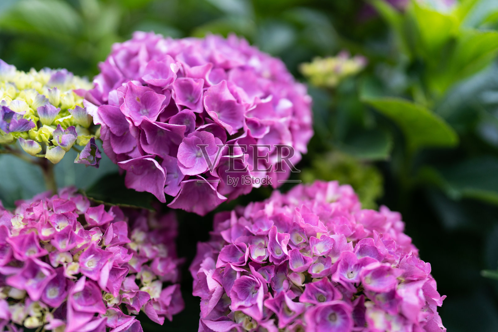 选择性聚焦拍摄的一束紫色霍坦花照片摄影图片