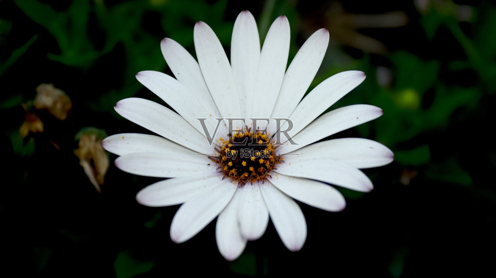 雏菊花照片摄影图片