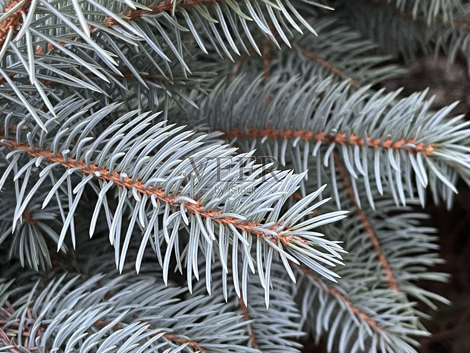 科罗拉多蓝云杉照片摄影图片