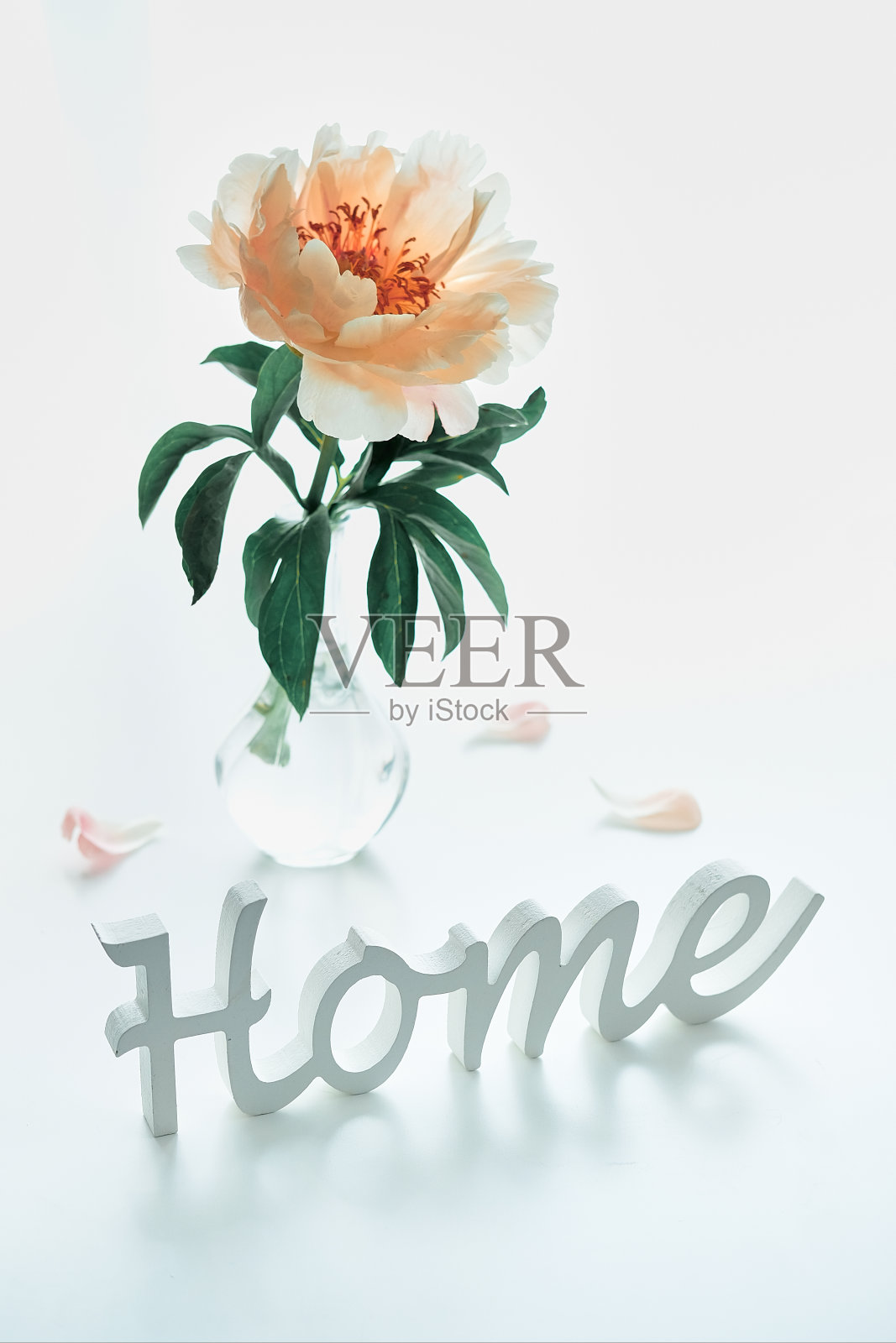 单朵黄色、浅橙色的牡丹插在时髦的现代玻璃花瓶上，放在白色的桌子上。木制文本家和花瓣在白色的桌子上。自然光线,阴影照片摄影图片