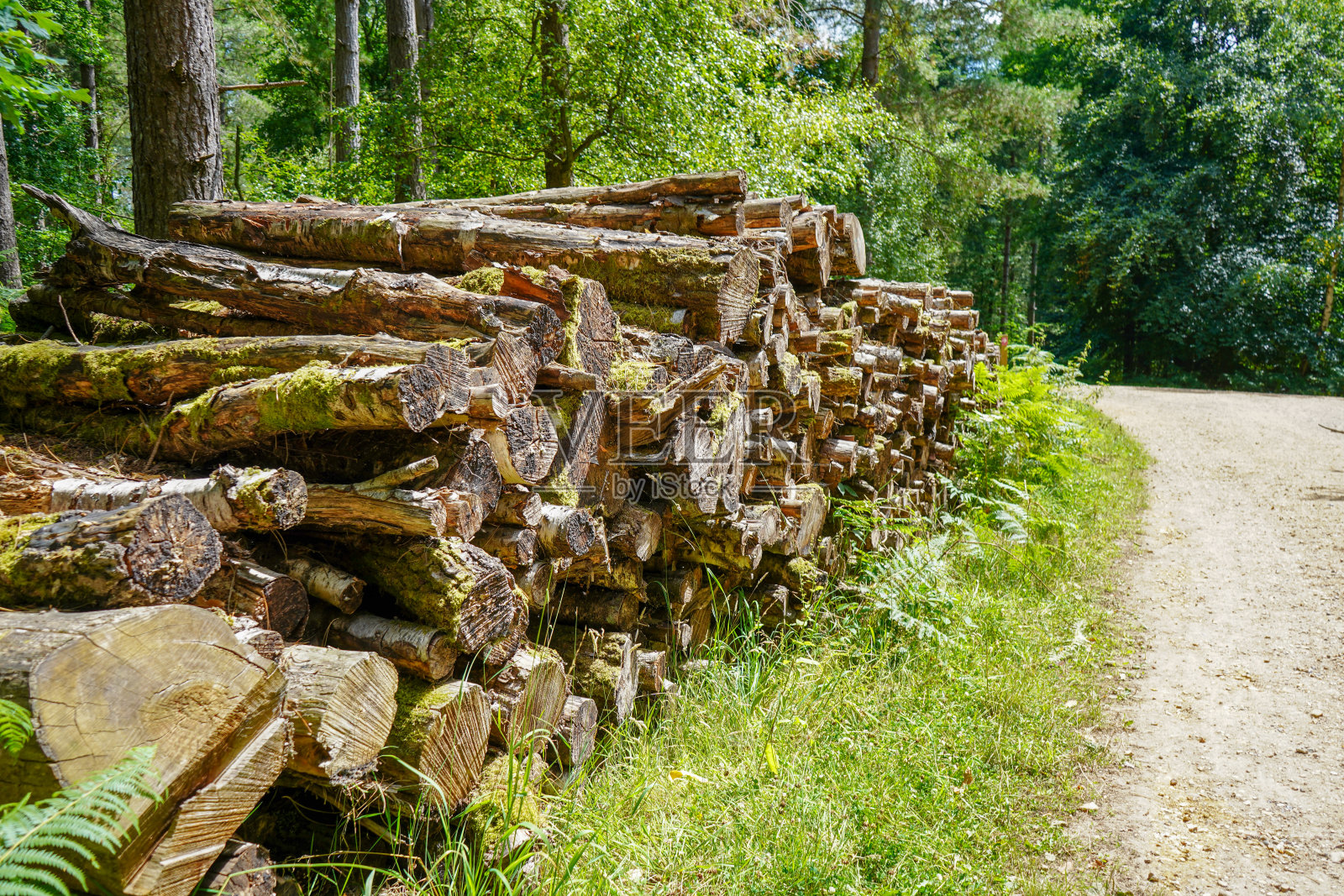 砍倒的木头堆在一起照片摄影图片