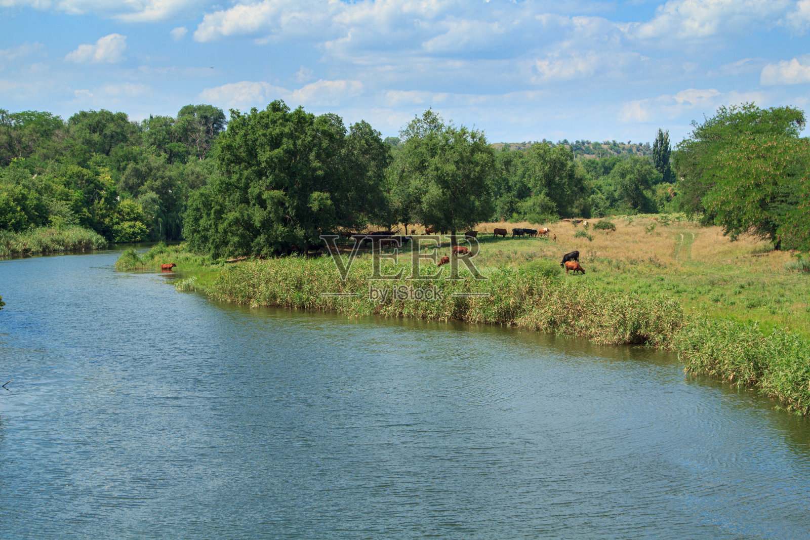 在一个阳光明媚的日子里，河边放牧着牛群照片摄影图片