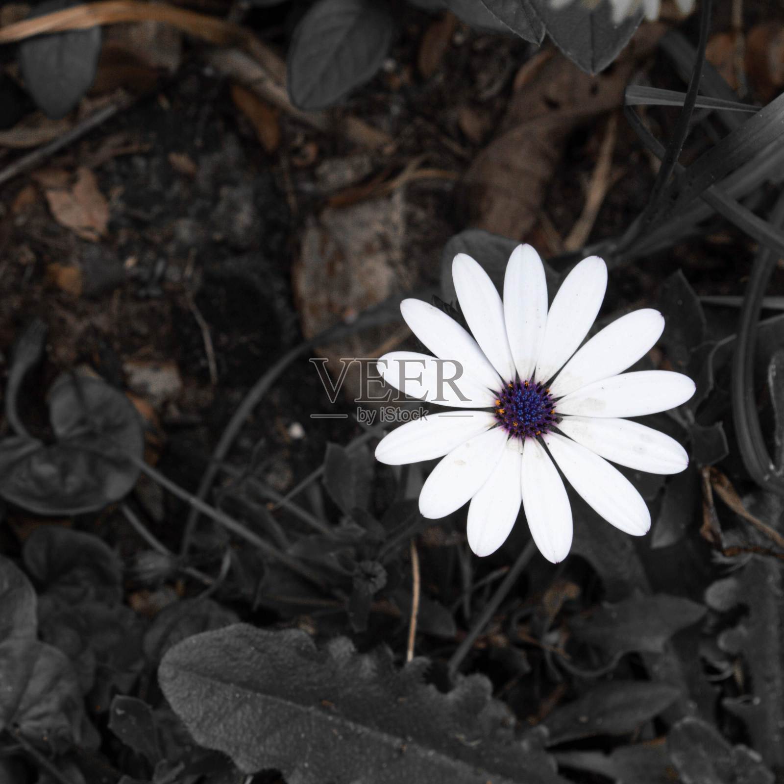 花园里有花。照片摄影图片