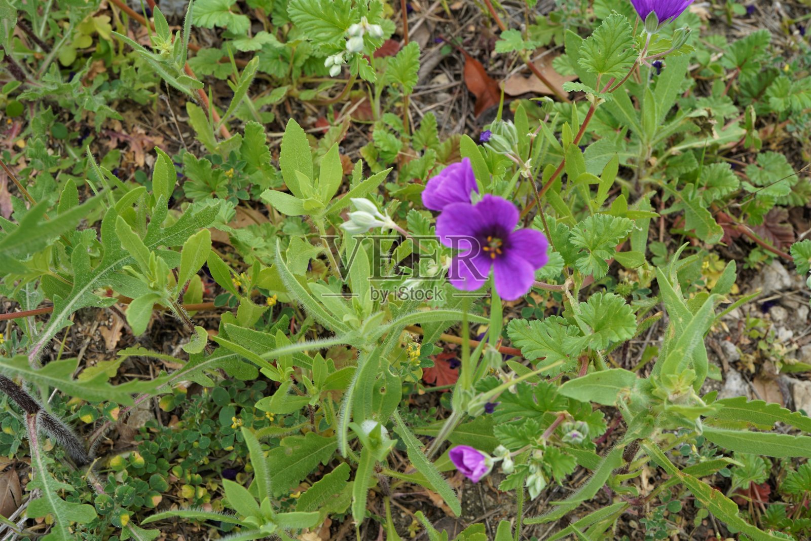 德州蓝铃野花照片摄影图片