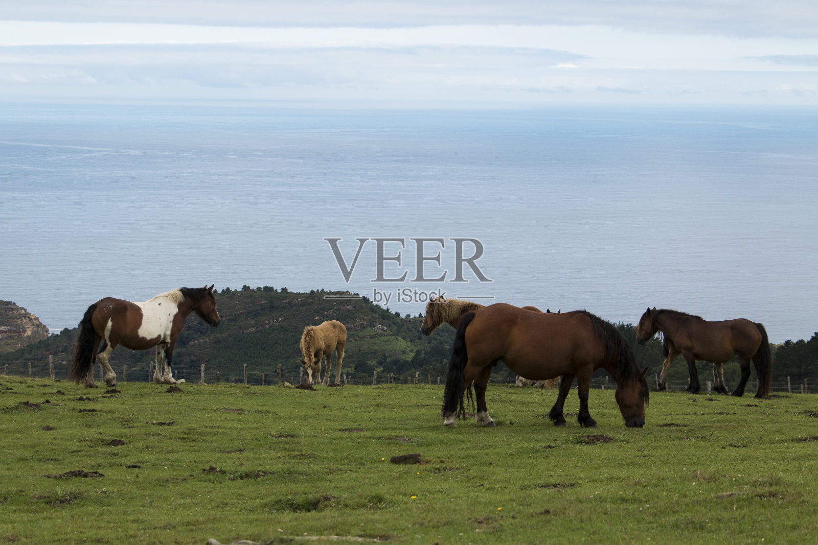 在Hondarribia喂马照片摄影图片