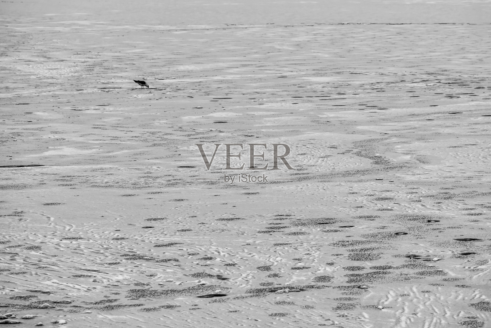 孤独的鸟在冰上的上覆盖着冰雪的河照片摄影图片