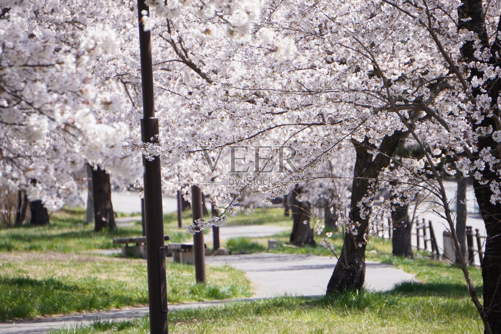 春天的樱花之路照片摄影图片