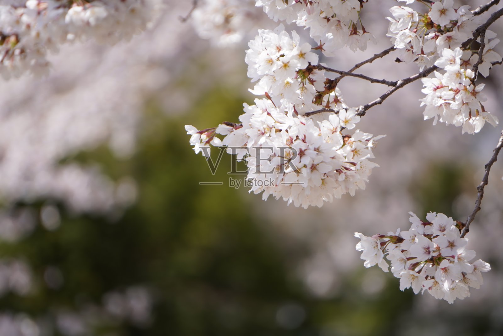 日本樱花特写照片摄影图片