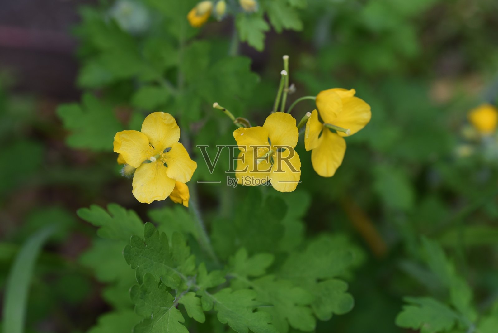 一大束花照片摄影图片