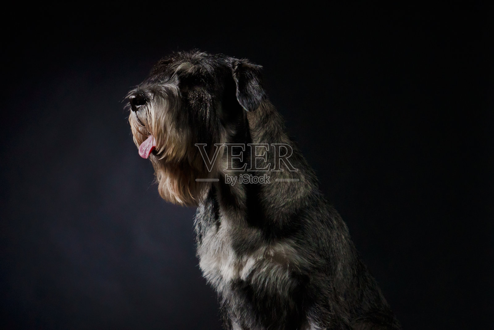 在一个黑色渐变背景上的工作室里的狗品种德国雪纳瑞的侧面肖像。宠物伸出舌头坐在那里，看着前面。近距离照片摄影图片