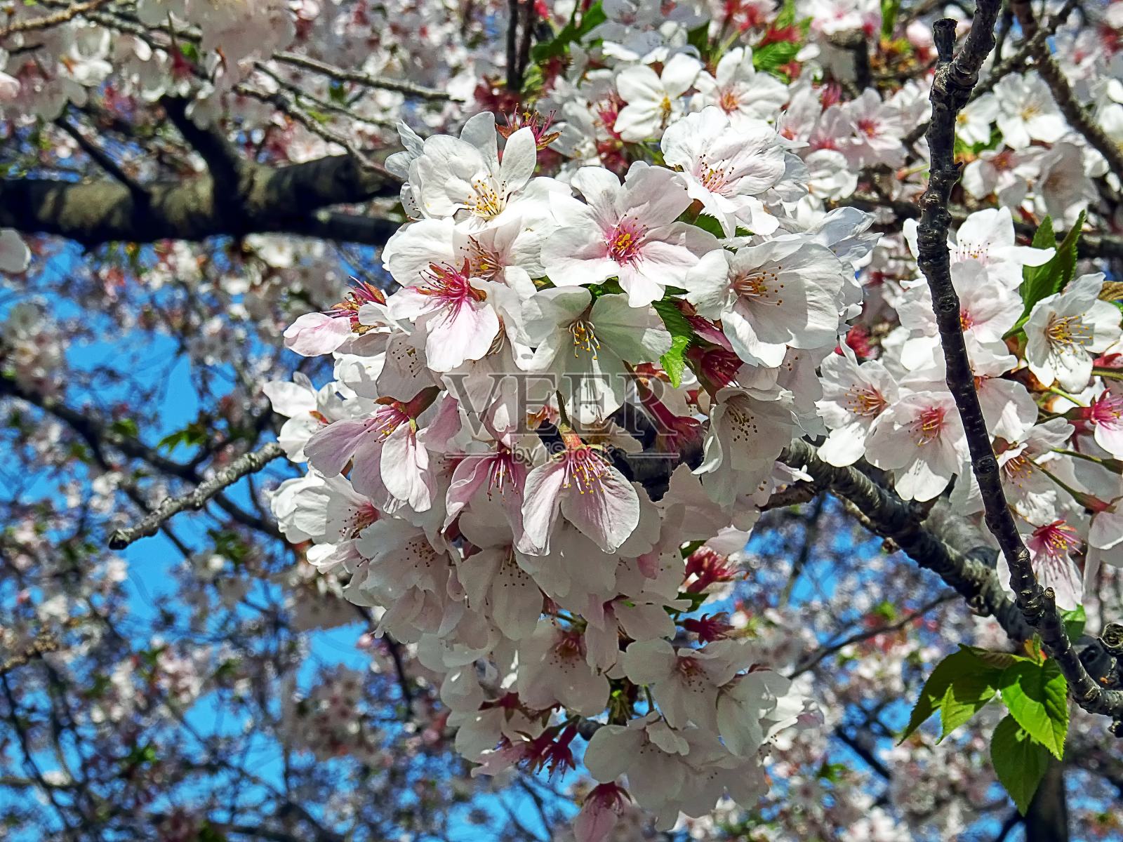 樱花照片摄影图片