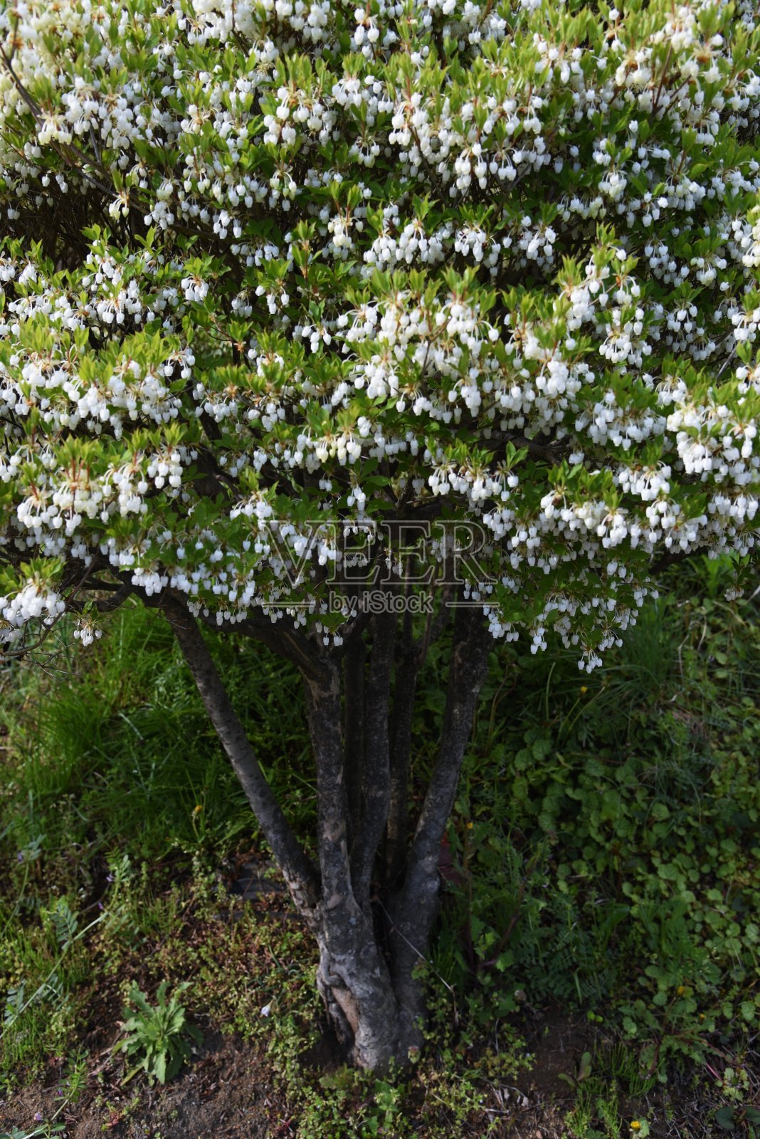 吊钟花属perulatus花。照片摄影图片