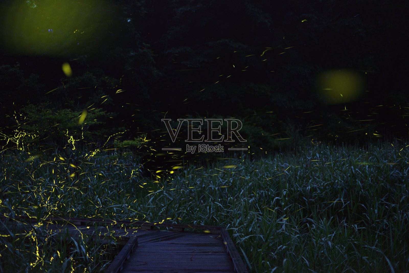 萤火虫照片摄影图片