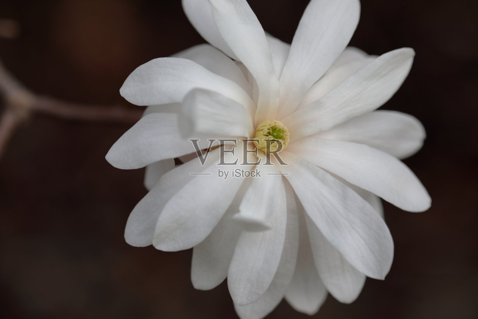 白玉兰的特写在春天的季节。照片摄影图片