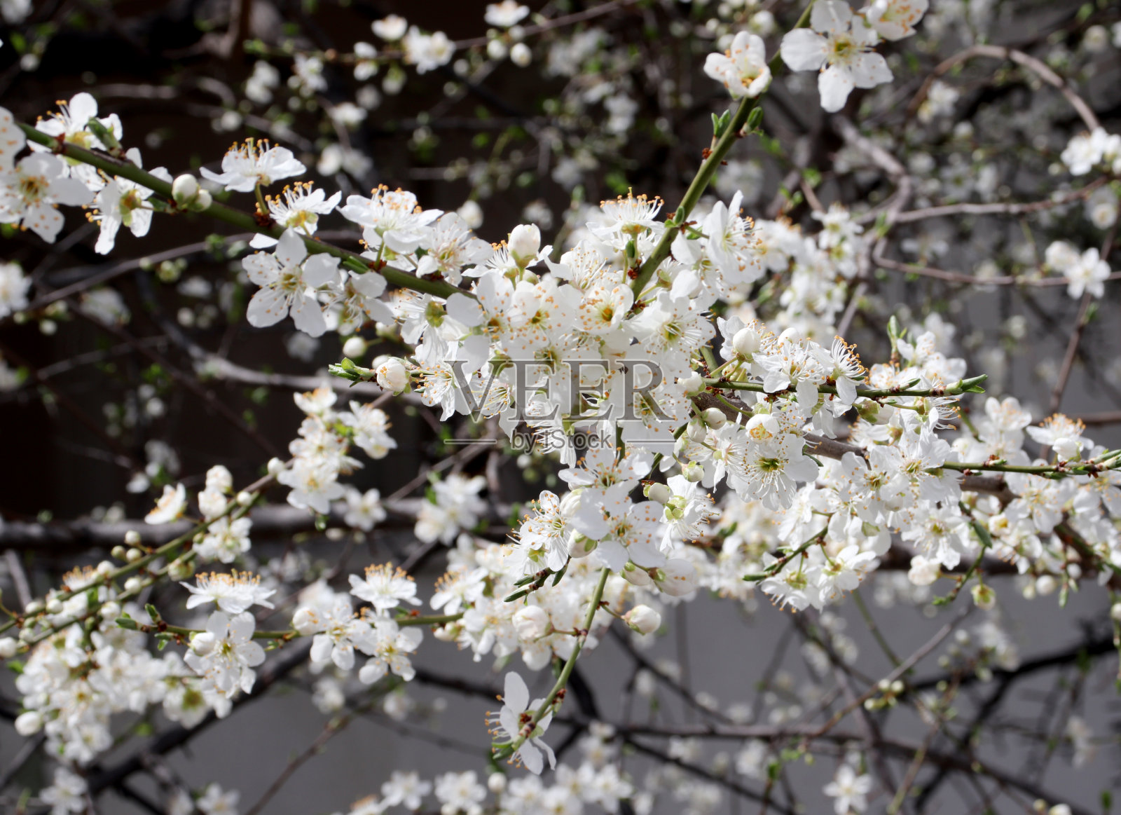 春天的白花在树上绽放照片摄影图片