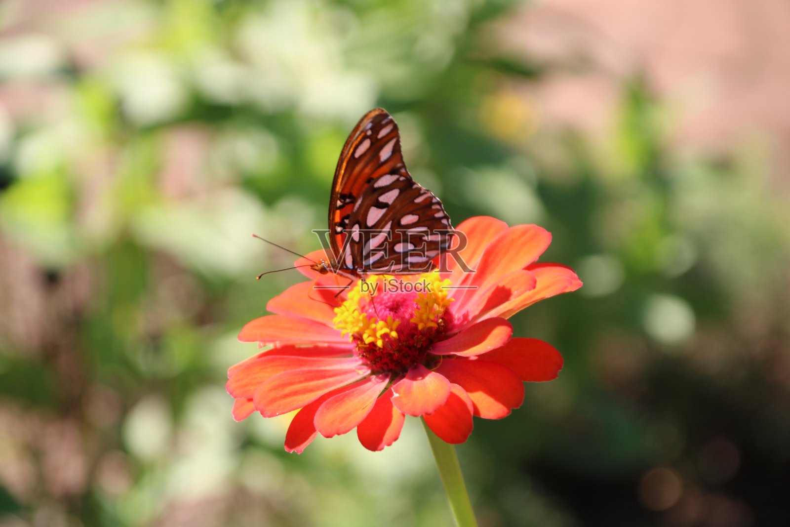 花上的帝王蝶照片摄影图片