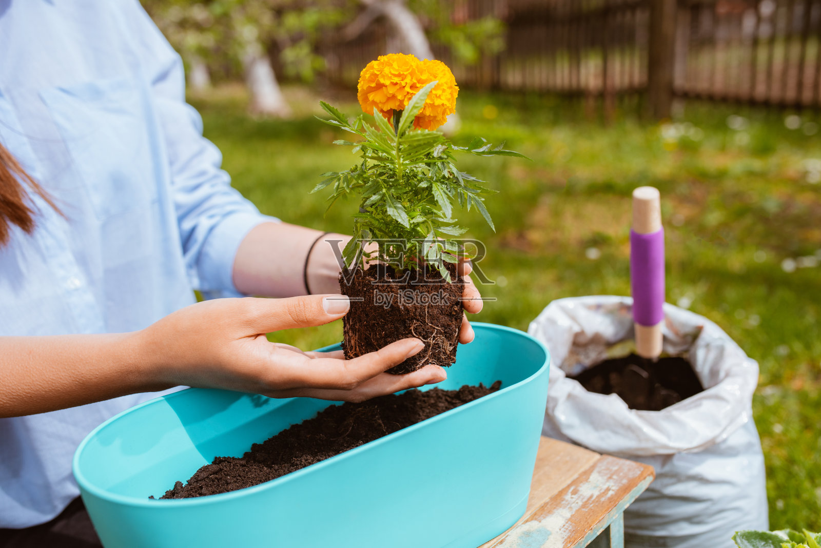 年轻女子在插秧照片摄影图片
