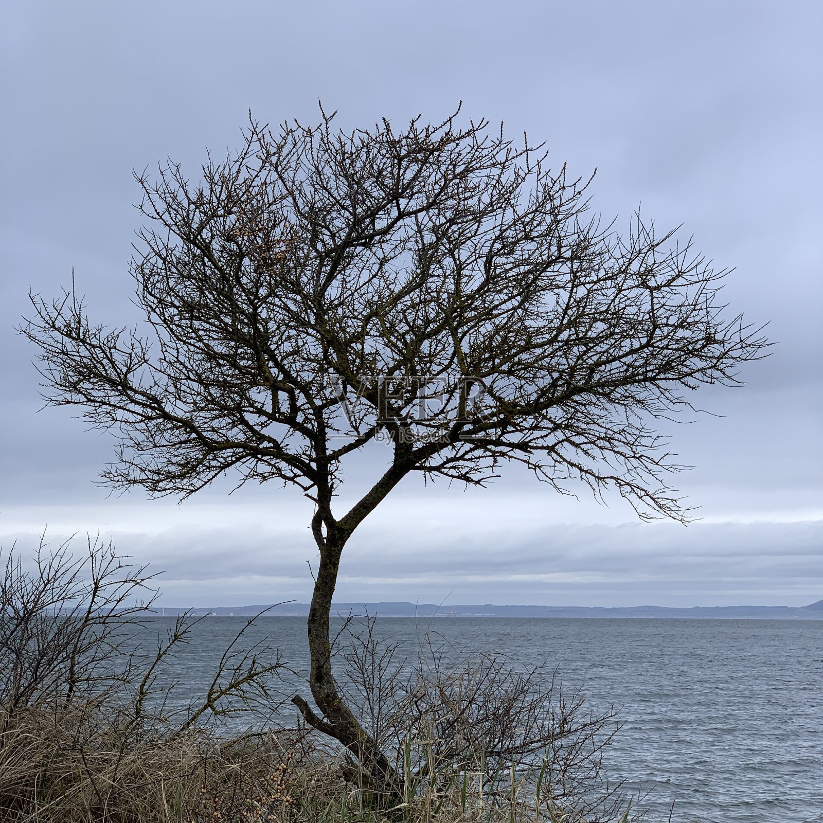 树照片摄影图片