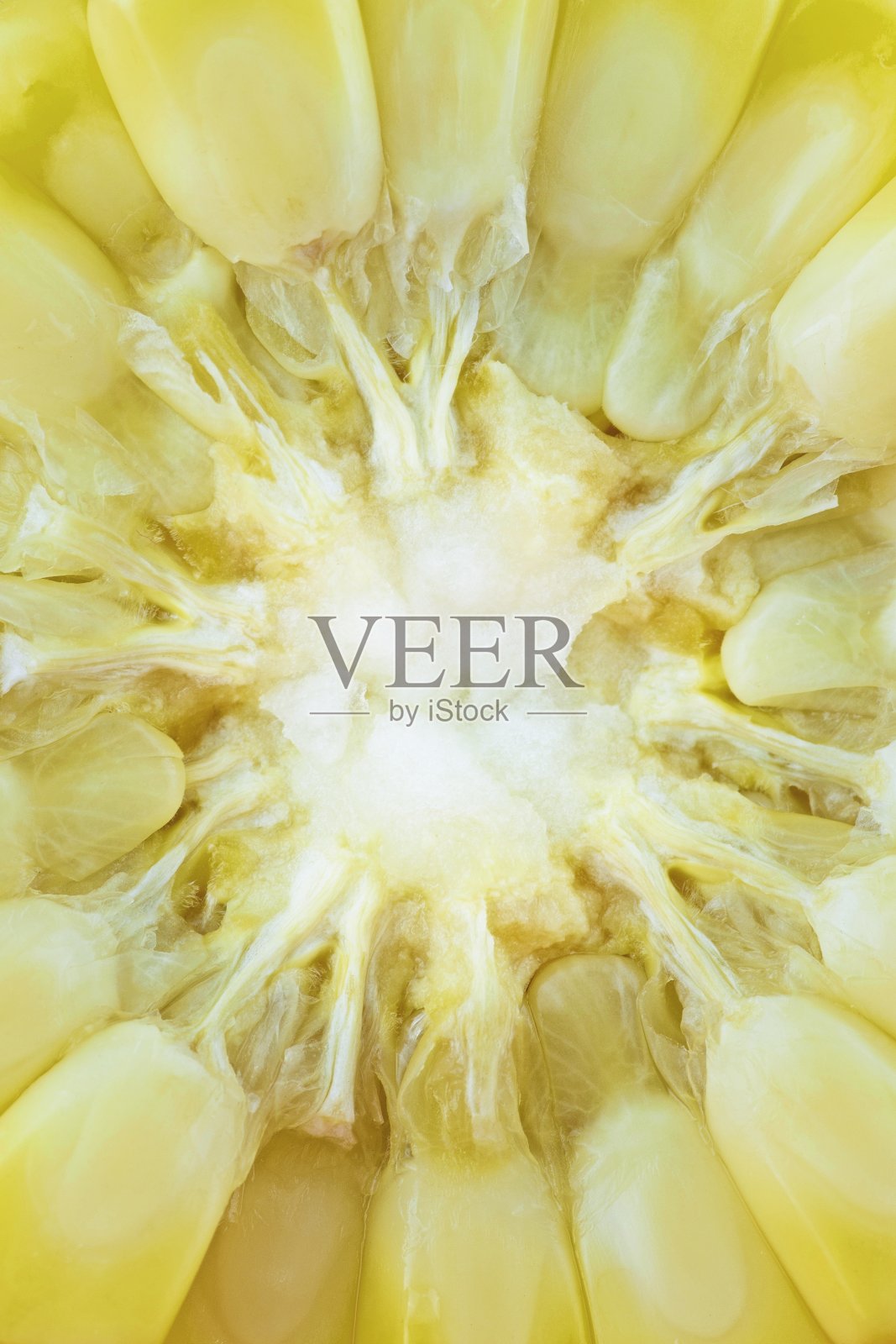 玉米棒子上的玉米。照片摄影图片